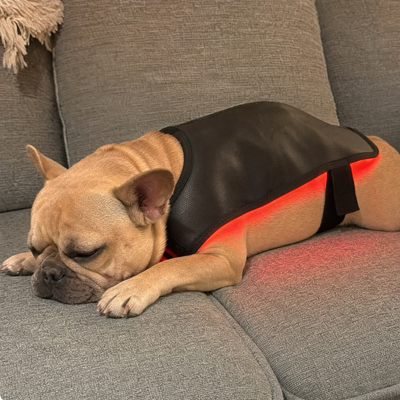 Pawossi Lumis Pro - Red Light Therapy For Dogs