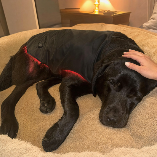 Pawossi Lumis Pro - Red Light Therapy For Dogs