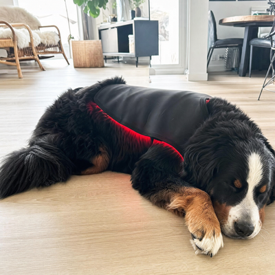Pawossi Lumis Pro - Red Light Therapy For Dogs